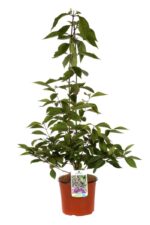 callicarpa bodinieri profusion 1