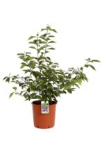 callicarpa bodinieri profusion
