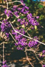 callicarpa bodinieri profusion 2
