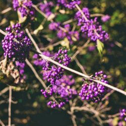 callicarpa bodinieri profusion 2