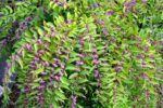 callicarpa bodinieri profusion 3