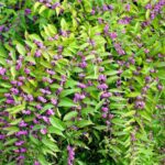 callicarpa bodinieri profusion 3