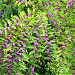 callicarpa bodinieri profusion 3