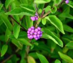 callicarpa dichotoma issai 1