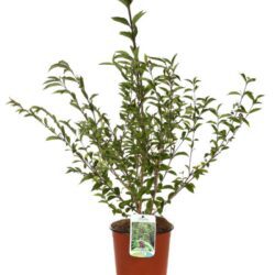 callicarpa dichotoma issai