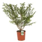 callicarpa dichotoma issai 3