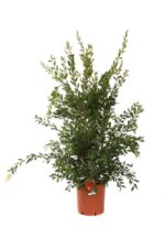 callistemon laevis 1