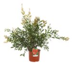 callistemon laevis