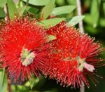 callistemon laevis 2