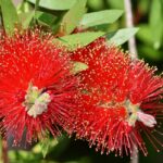 callistemon laevis 2