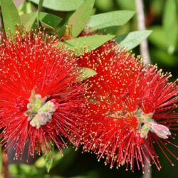 callistemon laevis 2