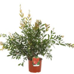 callistemon laevis