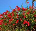 callistemon laevis 4