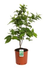 calycanthus floridus calicanto estivo