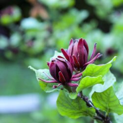 calycanthus floridus calicanto estivo 2