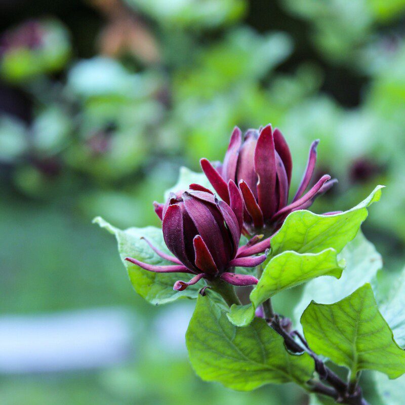 calycanthus floridus calicanto estivo 2 calycanthus floridus calicanto estivo 2