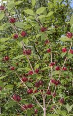 calycanthus floridus calicanto estivo 4
