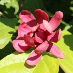 calycanthus hartlage wine calicanto