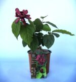 calycanthus hartlage wine calicanto 2