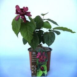 calycanthus hartlage wine calicanto 2