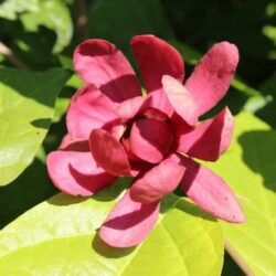 calycanthus hartlage wine calicanto