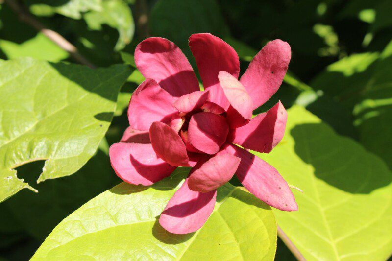 calycanthus hartlage wine calicanto calycanthus hartlage wine calicanto