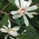 calycanthus venus calicanto estivo