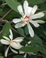 calycanthus venus calicanto estivo