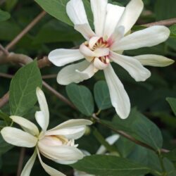 calycanthus venus calicanto estivo