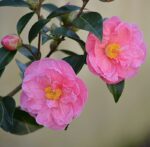 camelia japonica