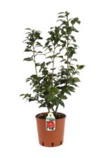 camelia japonica 2