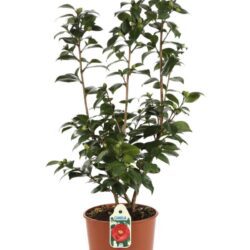 camelia japonica 2