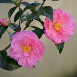 camelia japonica
