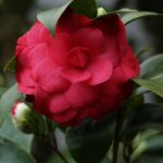 camelia japonica black lace