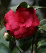camelia japonica black lace
