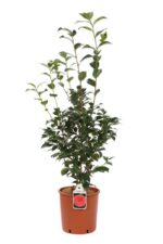 camelia japonica black lace 2