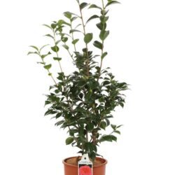 camelia japonica black lace 2