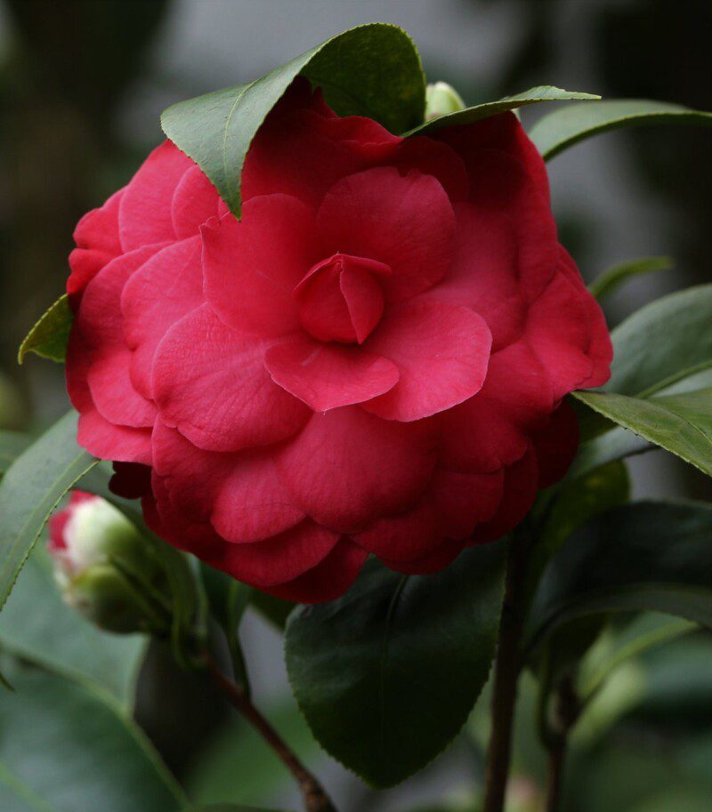 camelia japonica black lace camelia japonica black lace