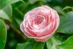 camelia japonica bonomiana 1