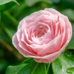 camelia japonica bonomiana 1