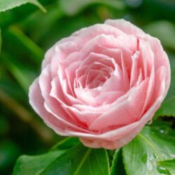 camelia japonica bonomiana 1
