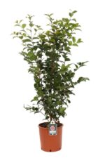 camelia japonica bonomiana