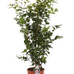 camelia japonica bonomiana