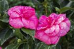 camelia japonica debbie