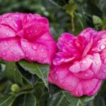 camelia japonica debbie