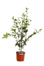 camelia japonica debbie 2
