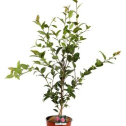 camelia japonica debbie 2
