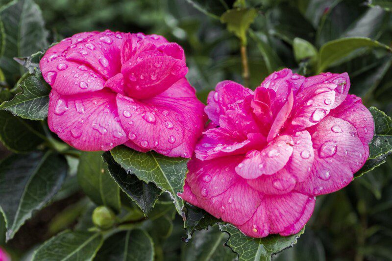 camelia japonica debbie camelia japonica debbie