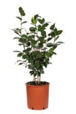 camelia japonica nuccios gem