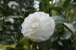 camelia japonica nuccios gem 2